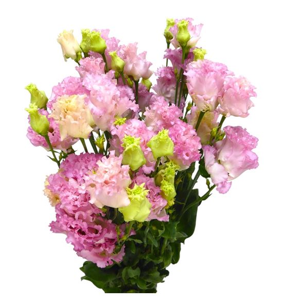 Lisianthus celeb queen 70 - LISCELQUE