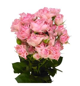 Rs ramificada constellation 60 - RTRCOS