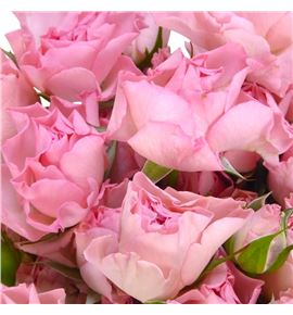 Rs ramificada constellation 60 - RTRCOS