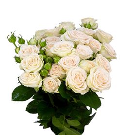 Rs ramificada sofie 60 - RTRSOF