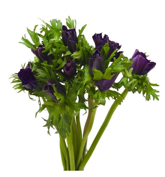 Anemona bordeaux 35 - ANEBOR