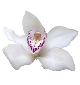 Cymbidium king peak x9 - CYMBKINPEA