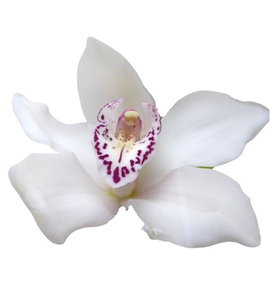 Cymbidium king peak x9 - CYMBKINPEA