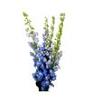 Delphinium aurora light blue 90 - DELAURLIGBLU