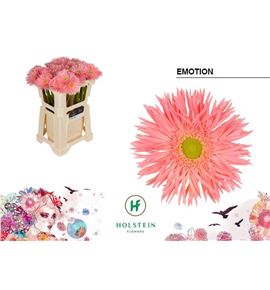 Gerbera spider emotion 50 x10 - GERSPIEMO5010