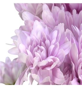 Marg col petrushka - MCPET