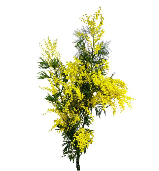 Mimosa bailey 65 - MIMFLO