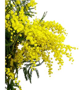 Mimosa bailey 65 - MIMFLO