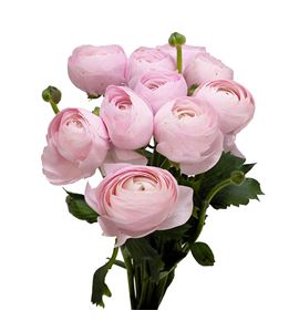 Ranunculo cloni pink hanoi 44 - RANCLOPINHAN