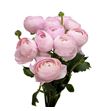 Ranunculo cloni pink hanoi 44 - RANCLOPINHAN