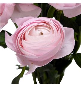 Ranunculo cloni pink hanoi 44 - RANCLOPINHAN