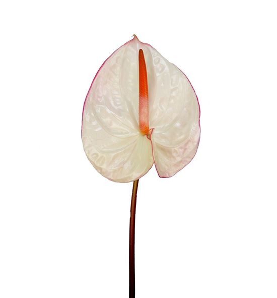 Anth carnaval x16 - ANTCARN