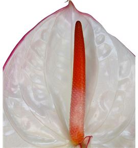 Anth carnaval x16 - ANTCARN