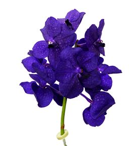 Vanda tayanee maxi deep blue x16 - VANTAYMAXBLU