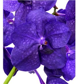 Vanda tayanee maxi deep blue x16 - VANTAYMAXBLU
