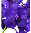 Vanda tayanee maxi deep blue x16 - VANTAYMAXBLU1