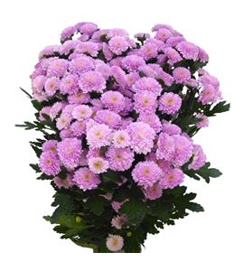 Cr santini miller pearl 55 - CRSMILPEA