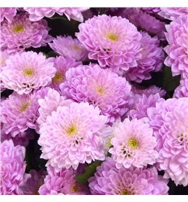 Cr santini miller pearl 55 - CRSMILPEA