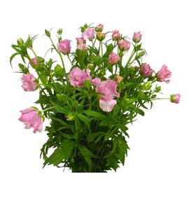 Ranunculo butterfly isi 60 - RANBUTISI