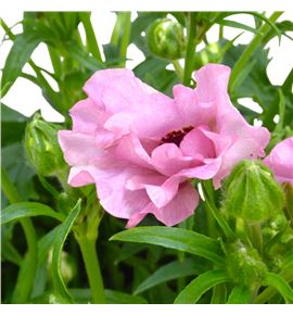 Ranunculo butterfly isi 60 - RANBUTISI