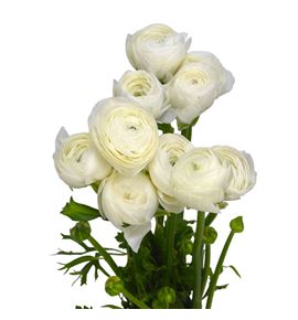 Ranunculo cloni blanco 44 - RANCLOBLA