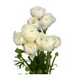 Ranunculo cloni blanco 44 - RANCLOBLA