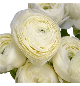 Ranunculo cloni blanco 44 - RANCLOBLA