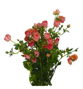 Ranunculo mag salmousse 60 - RANMAGSAL