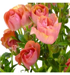 Ranunculo mag salmousse 60 - RANMAGSAL Ranunculo mag salmousse 60 - RANMAGSAL