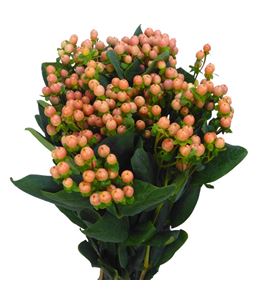 Hypericum mellow romance 60 - HYPMELROM