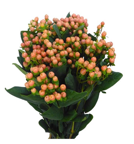 Hypericum mellow romance 60 - HYPMELROM