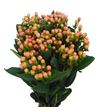 Hypericum mellow romance 60 - HYPMELROM