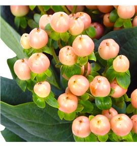 Hypericum mellow romance 60 - HYPMELROM