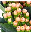 Hypericum mellow romance 60 - HYPMELROM1