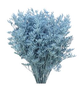 Limonium teñido azul claro 70 - LIMTENAZUCLA