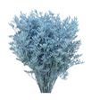 Limonium teñido azul claro 70 - LIMTENAZUCLA