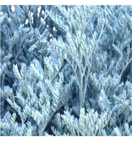 Limonium teñido azul claro 70 - LIMTENAZUCLA