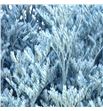 Limonium teñido azul claro 70 - LIMTENAZUCLA1