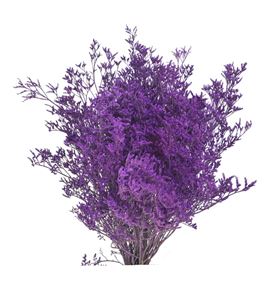 Limonium teñido lila 70 - LIMTENLIL