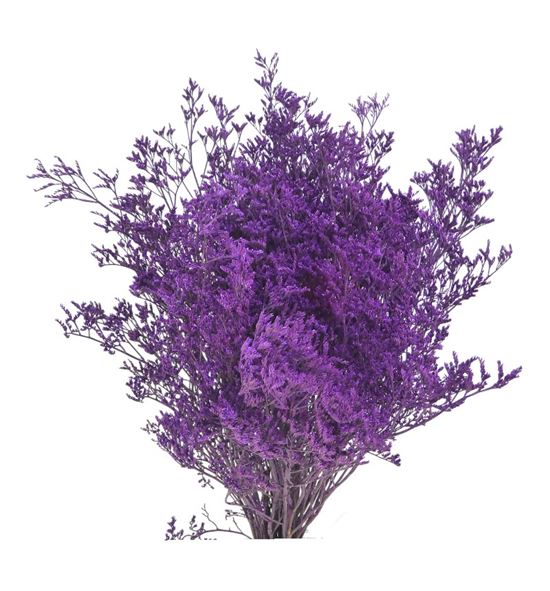 Limonium teñido lila 70 - LIMTENLIL