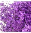 Limonium teñido lila 70 - LIMTENLIL1