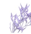 Limonium teñido milka 70 - LIMTENMIL1