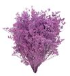 Limonium teñido rosa claro 70 - LIMTENROSCLA