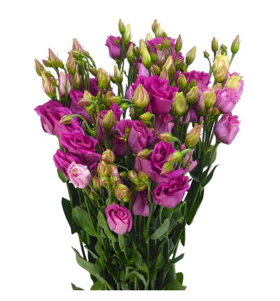 Lisianthus rosita cherry lion 70 - LISROSCHELIO