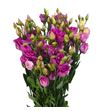 Lisianthus rosita cherry lion 70 - LISROSCHELIO