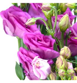 Lisianthus rosita cherry lion 70 - LISROSCHELIO