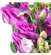 Lisianthus rosita cherry lion 70 - LISROSCHELIO1
