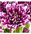 Marg col amathyst dark - MCAMADAR1