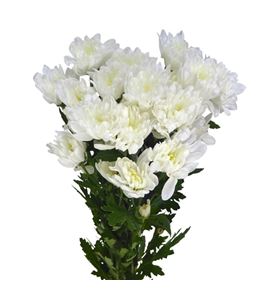 Marg col bonita - MCBON