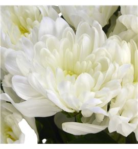 Marg col bonita - MCBON Marg col bonita - MCBON